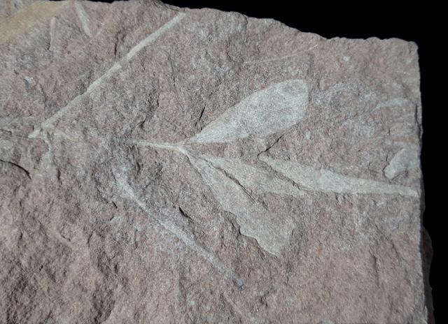 Ginkgoites cf. sibirica (HEER 1876) - Bild &copy; FossNet FossilienStore